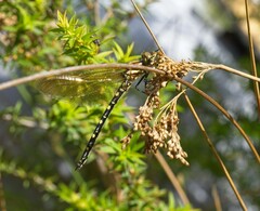 Synthemis eustalacta