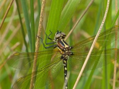 Synthemis eustalacta