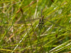 Synthemis eustalacta