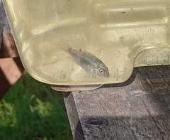 Oreochromis mossambicus
