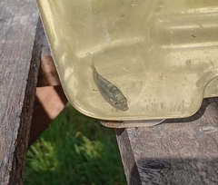 Oreochromis mossambicus