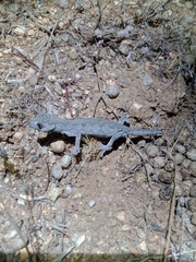 Strophurus intermedius