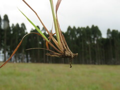 Andropogon chinensis