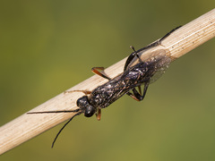 Tenthredo mandibularis