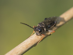 Tenthredo mandibularis