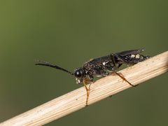 Tenthredo mandibularis