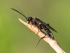 Tenthredo mandibularis