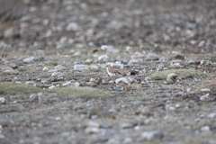 Montifringilla davidiana