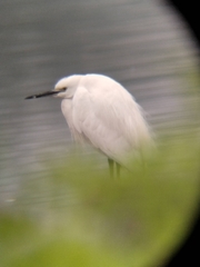 Egretta garzetta