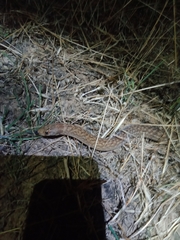 Pygopus schraderi
