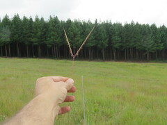 Andropogon chinensis