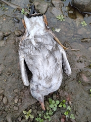 Chroicocephalus ridibundus