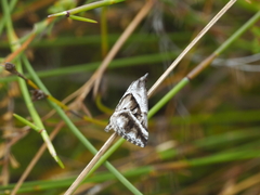 Dichromodes stilbiata
