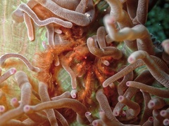 Achaeus japonicus