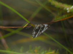 Dichromodes stilbiata