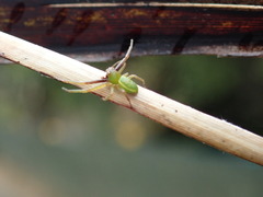 Diaea
