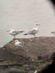 Chroicocephalus ridibundus