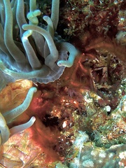 Achaeus japonicus