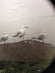 Chroicocephalus ridibundus