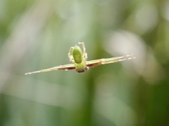 Diaea