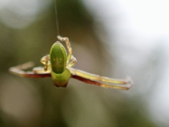 Diaea