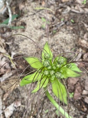 Tacca leontopetaloides