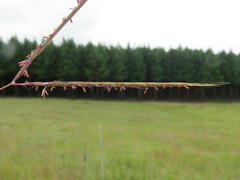 Andropogon chinensis