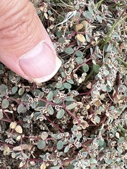 Euphorbia melanadenia