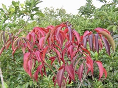 Toxicodendron succedaneum