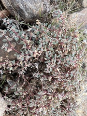 Euphorbia melanadenia
