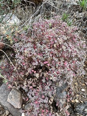 Euphorbia melanadenia