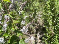 Veronica derwentiana