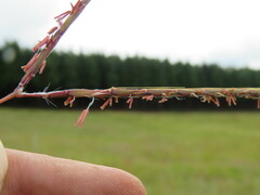 Andropogon chinensis