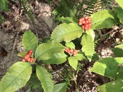 Sarcandra glabra