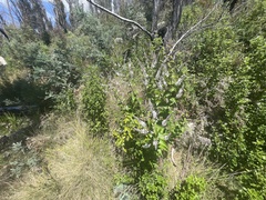 Veronica derwentiana