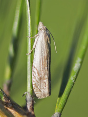 Eucosma wimmerana