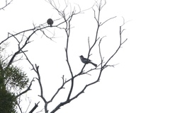 Hemixos castanonotus