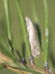 Eucosma wimmerana