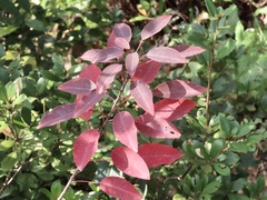 Triadica cochinchinensis