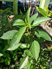 Corchorus capsularis