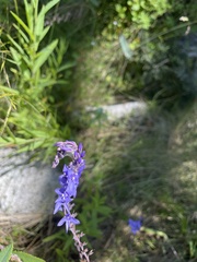 Veronica perfoliata