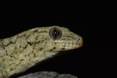 Homopholis walbergii