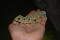 Homopholis walbergii