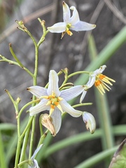 Dianella rara