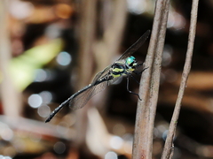 Eusynthemis nigra