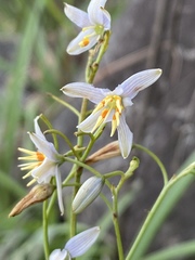 Dianella rara