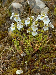 Euphrasia cuneata