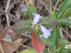 Strobilanthes aprica