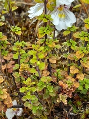 Euphrasia cuneata