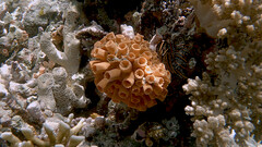 Tubastraea coccinea